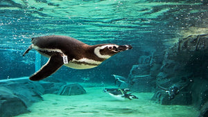 Ocean Nerds, Check Out These Online Experiences