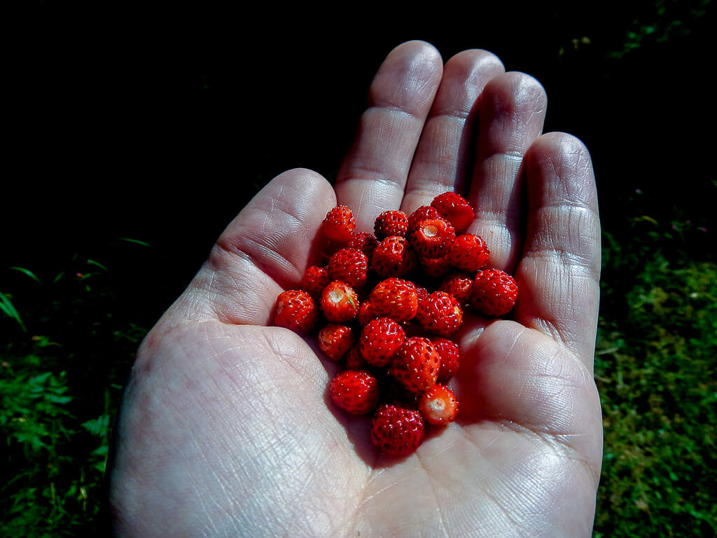 Foraging For Wild Berries